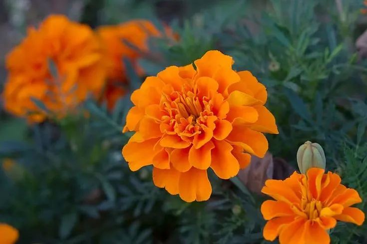 Marigold Lutein